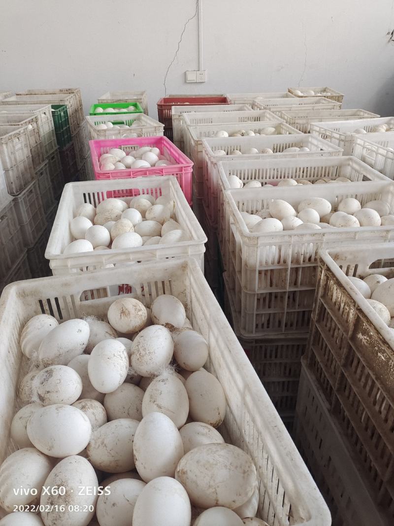 常年出售商品鹅蛋