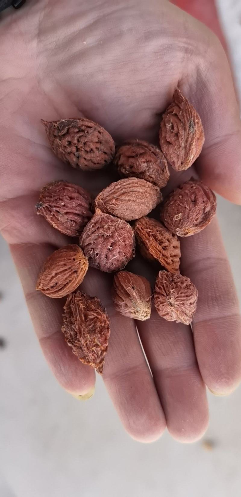 桃核，出仁率高，欢迎来电咨询.…………联系我时，说是在
