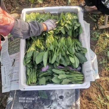 菠菜大量上市欢迎采购