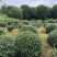 茶梅球二米桂花退林500/棵