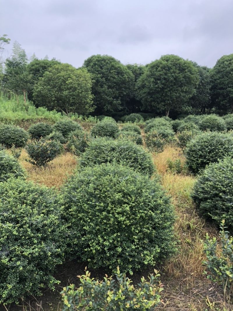 茶梅球二米桂花退林500/棵