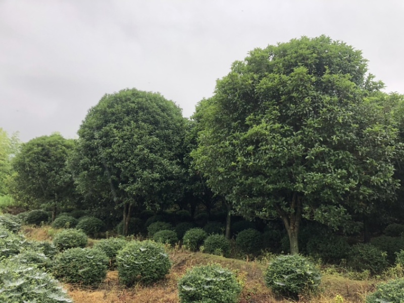 茶梅球二米桂花退林500/棵