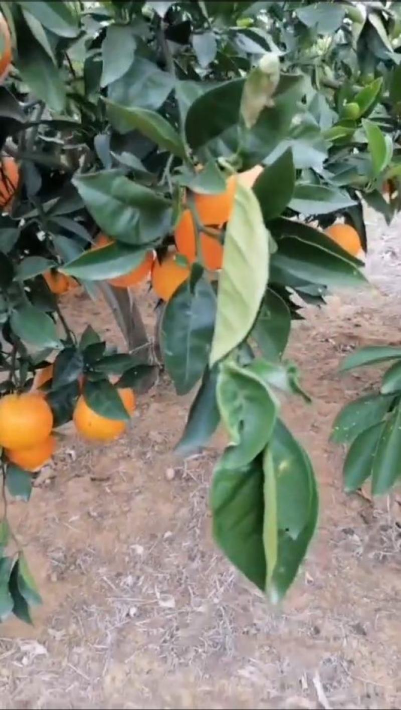 纽荷尔脐橙朋娜脐橙橙子湖南橙子澧县橙子