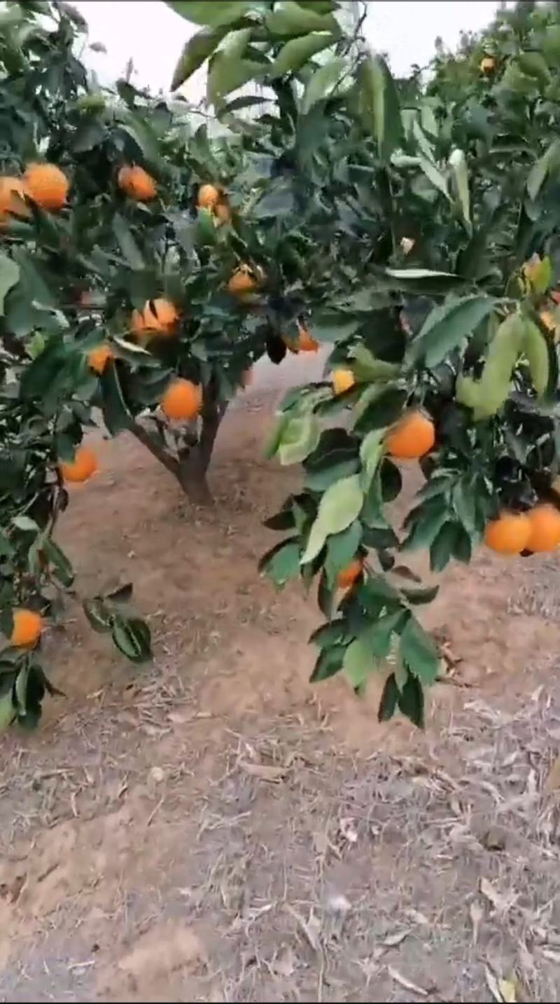 纽荷尔脐橙朋娜脐橙橙子湖南橙子澧县橙子