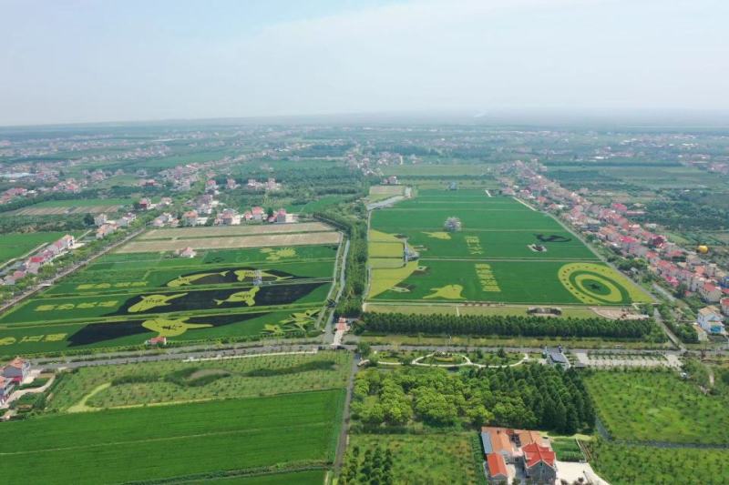 上海崇明岛大米（基地，加工一体化）