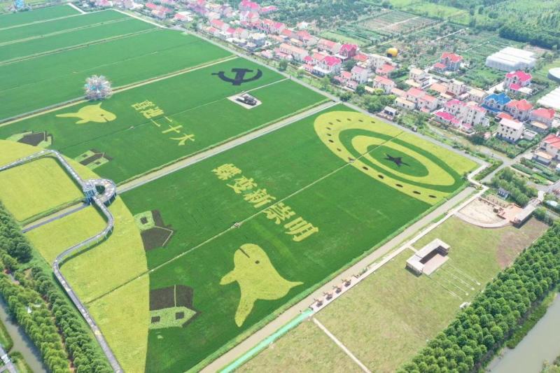 上海崇明岛大米（基地，加工一体化）