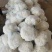 精品松花菜河北花菜白面青梗散花有机花菜代发全国