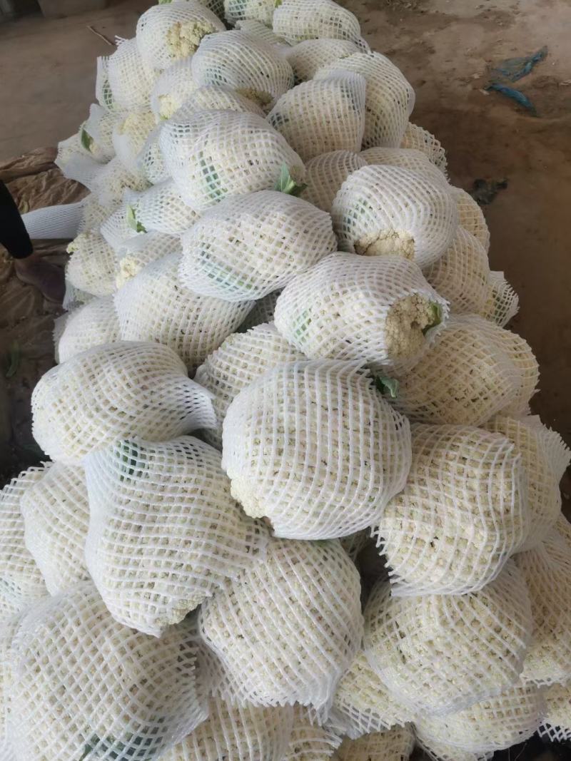 精品松花菜河北花菜白面青梗散花有机花菜代发全国