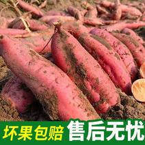 【精选】烟薯质量保证基地货源价格实惠公道欢迎前来咨询