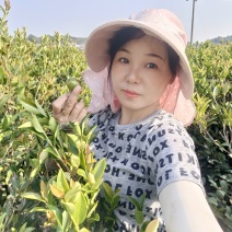 良种嫁接油茶苗