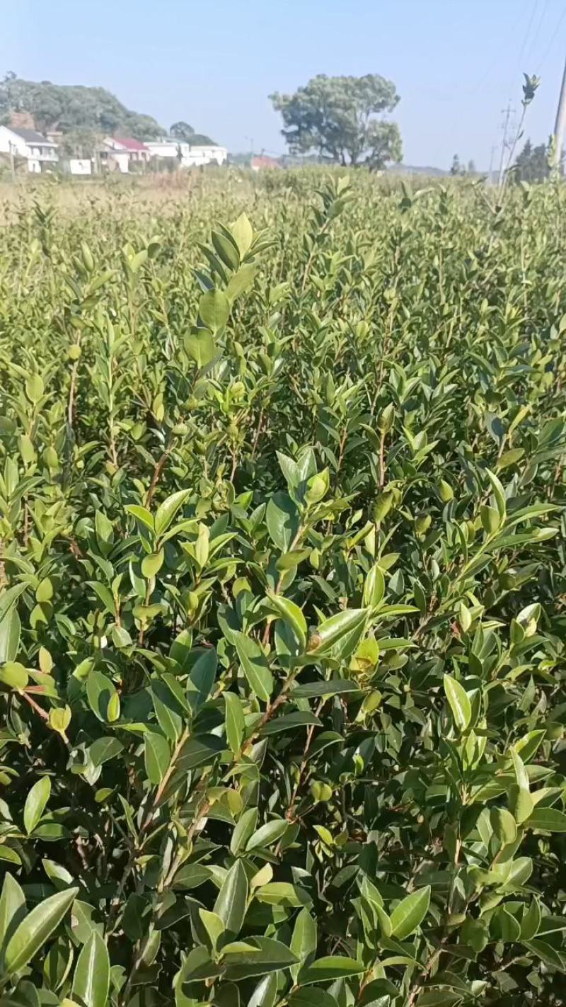 良种嫁接油茶苗