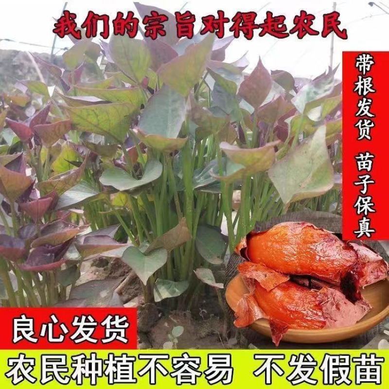 河北红薯苗/烟薯苗/红薯苗-成活率高技术指导产地直发