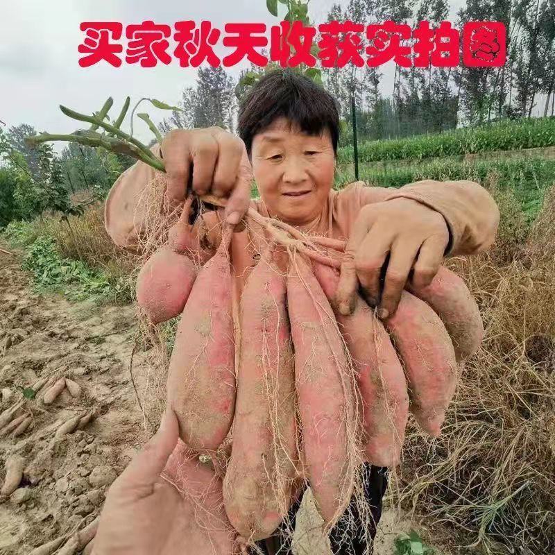 河北红薯苗/烟薯苗/红薯苗-成活率高技术指导产地直发