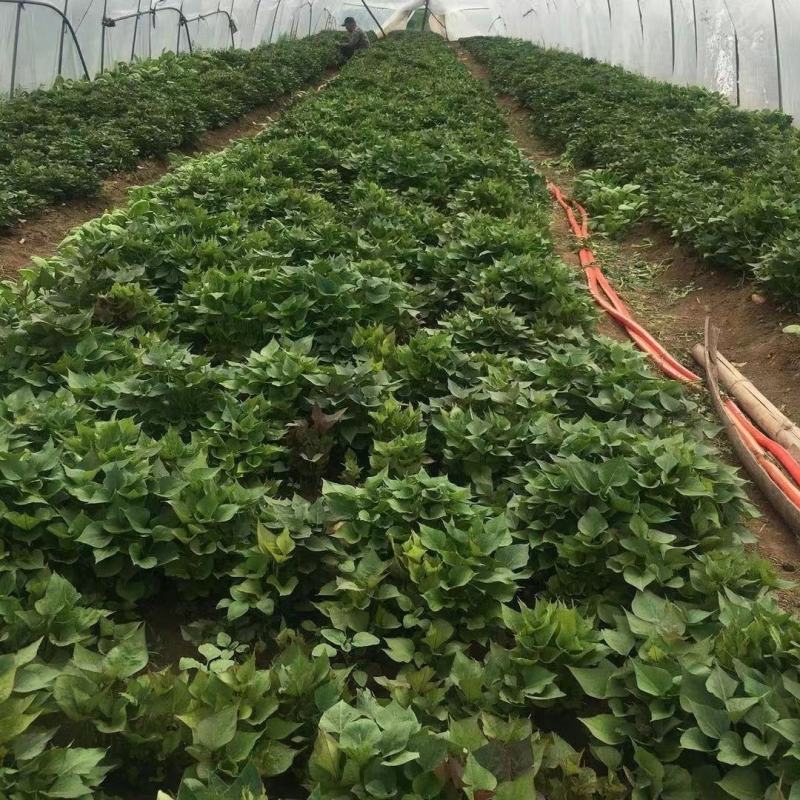 河北红薯苗/烟薯苗/红薯苗-成活率高技术指导产地直发