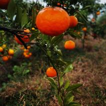 三百亩柑橘出售