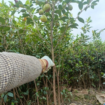 良种嫁接油茶杯苗