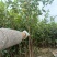 良种嫁接油茶杯苗