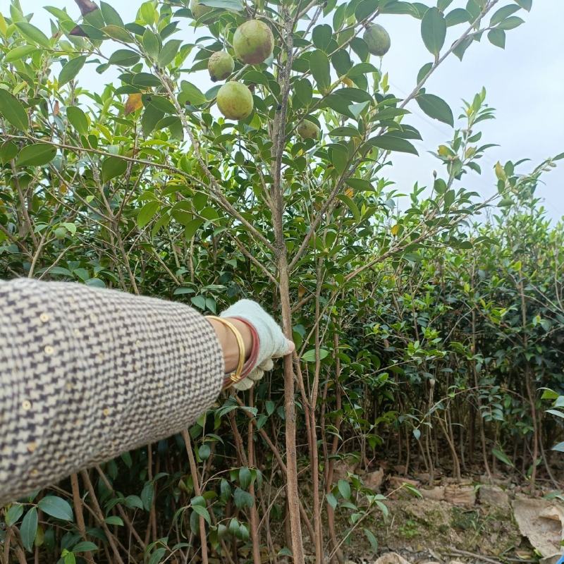 良种嫁接油茶杯苗