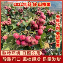 大金星山楂个头大，果实硬，色泽鲜艳，味道酸甜正宗