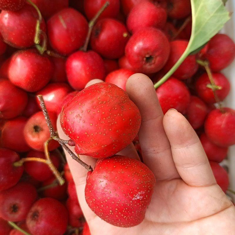 山楂，河北甜红子，可以当水果吃的山楂一手货源量大价优