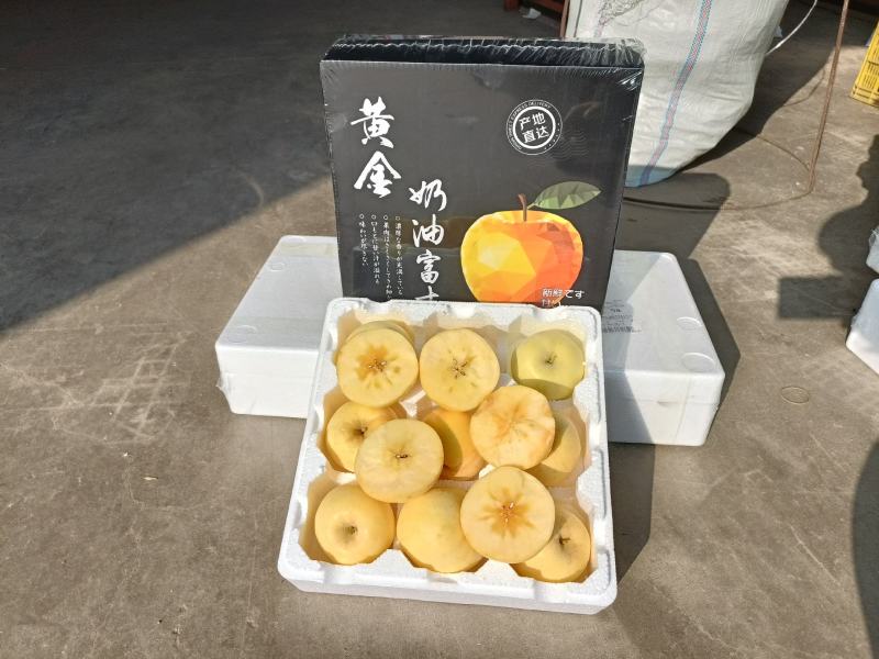 整车批发一件代发山东烟台黄金奶油富士苹果