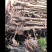 红油香椿苗产地直供量大价优好成活品质高欢迎咨询