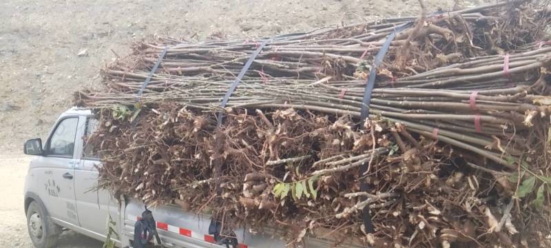 红油香椿苗产地直供量大价优好成活品质高欢迎咨询