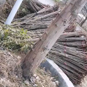红油香椿苗产地直供量大价优好成活品质高欢迎咨询