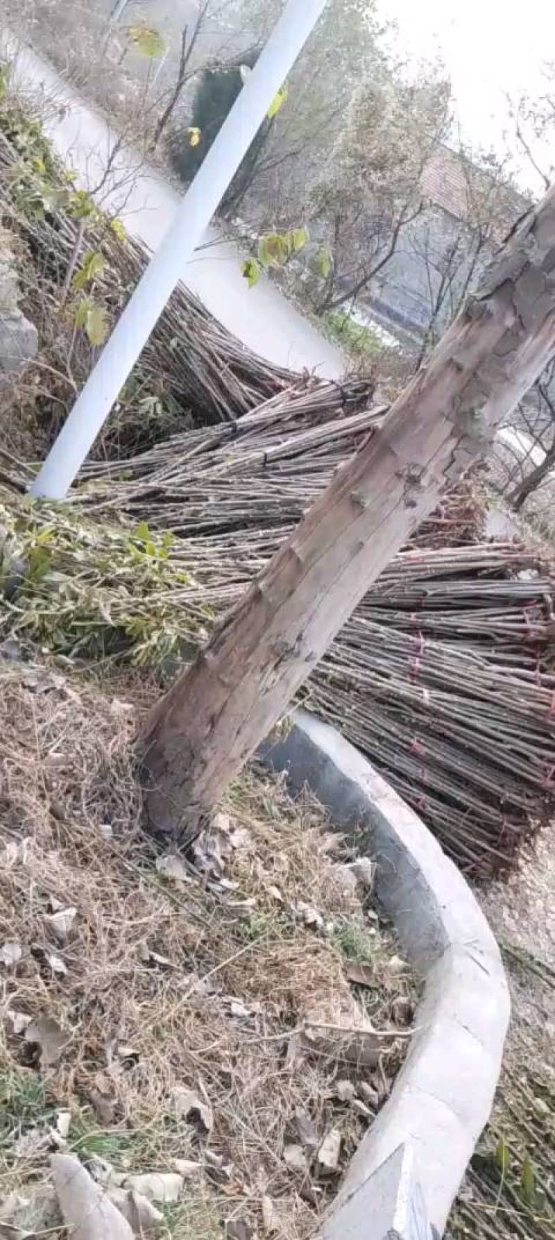 红油香椿苗产地直供量大价优好成活品质高欢迎咨询