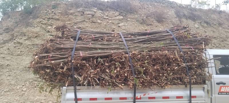 红油香椿苗产地直供量大价优好成活品质高欢迎咨询