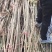 红油香椿苗产地直供量大价优好成活品质高欢迎咨询