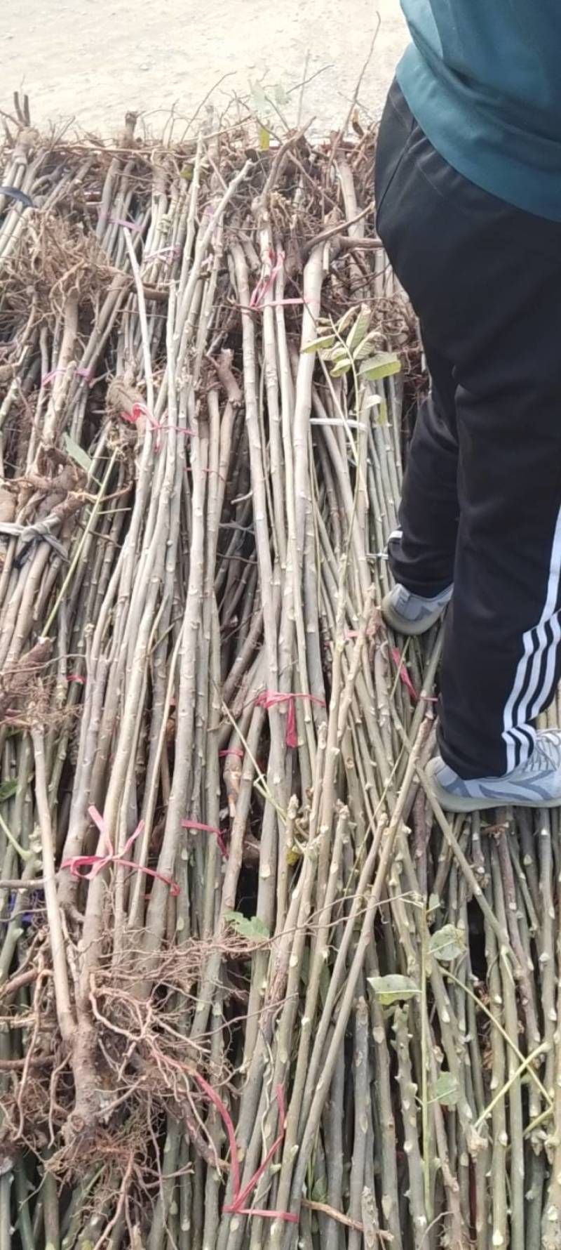 红油香椿苗产地直供量大价优好成活品质高欢迎咨询