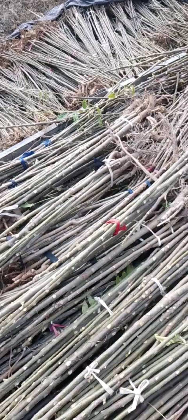 红油香椿苗产地直供量大价优好成活品质高欢迎咨询