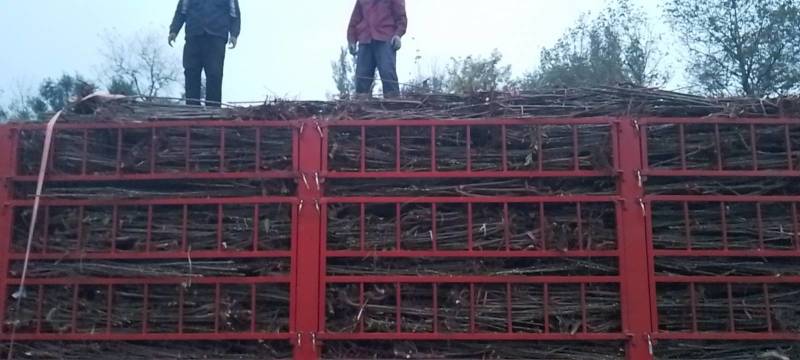 红油香椿苗产地直供量大价优好成活品质高欢迎咨询