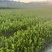 良种嫁接油茶杯苗