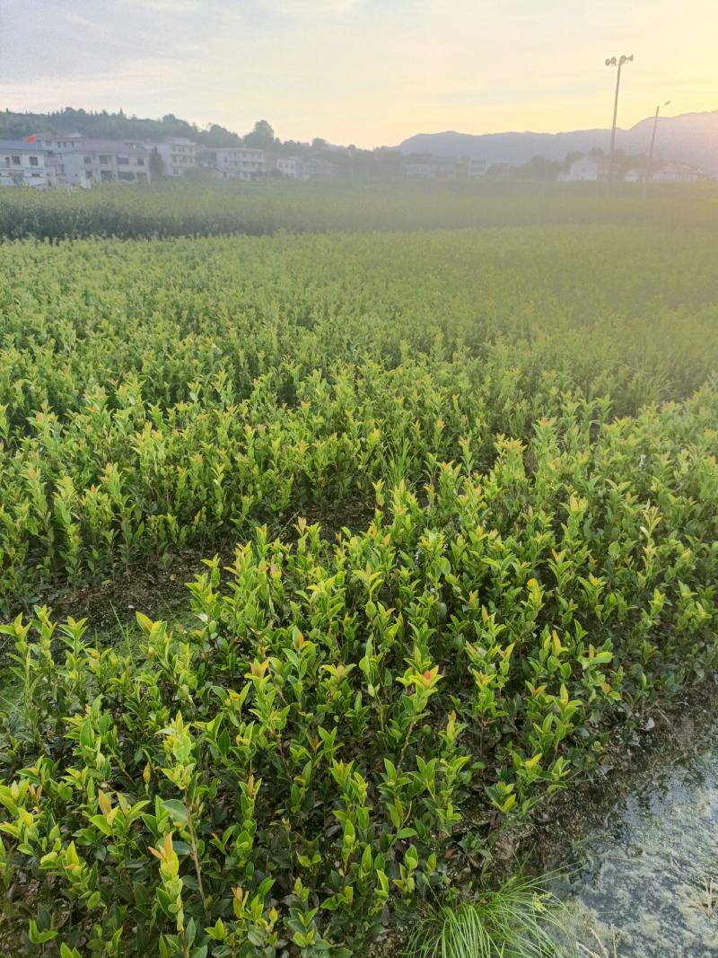 良种嫁接油茶杯苗