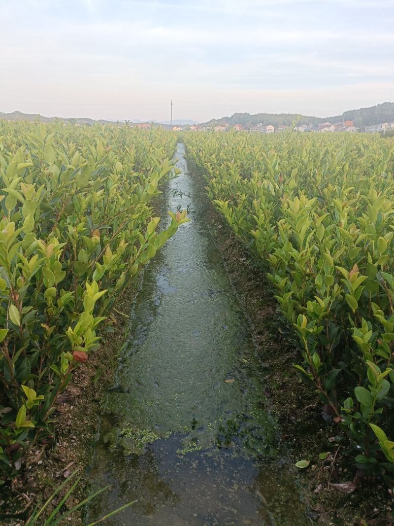 良种嫁接油茶杯苗