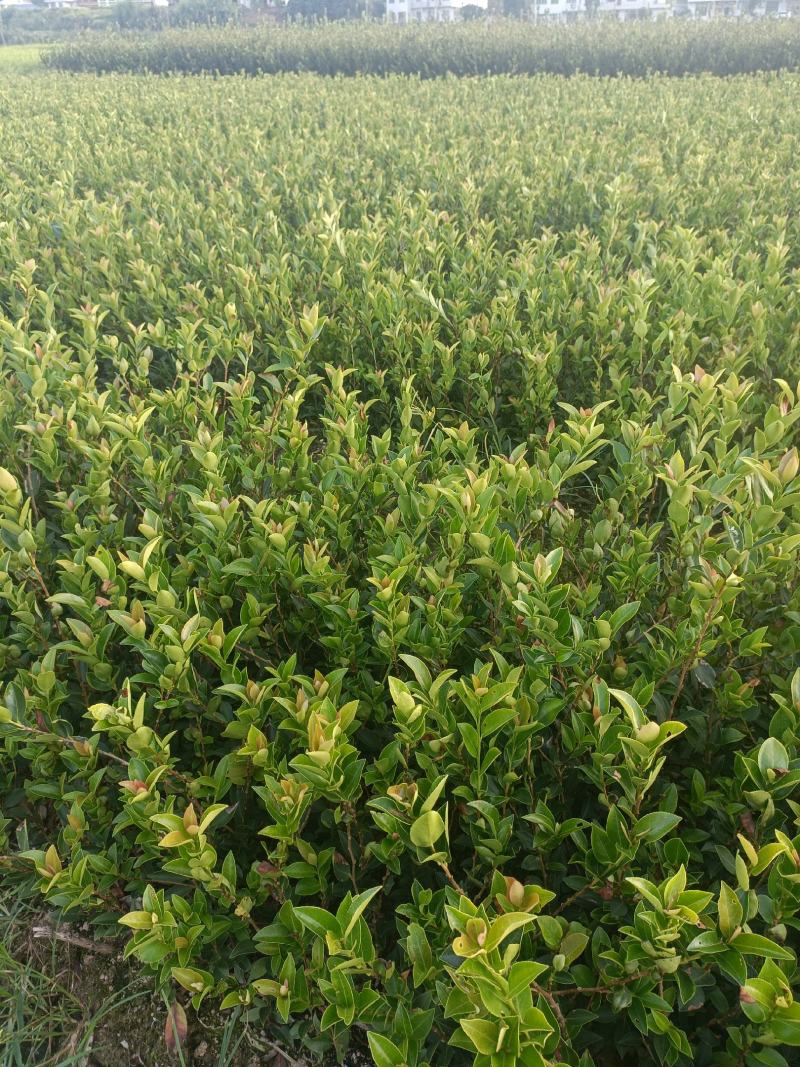 良种嫁接油茶杯苗