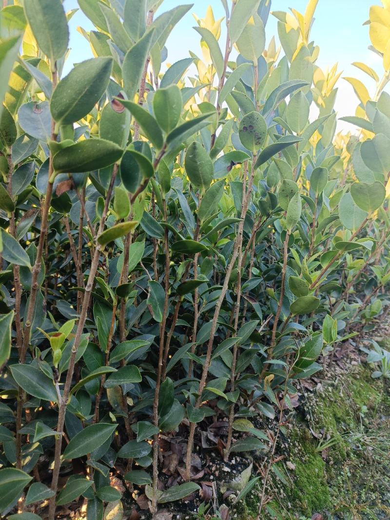 良种嫁接油茶杯苗