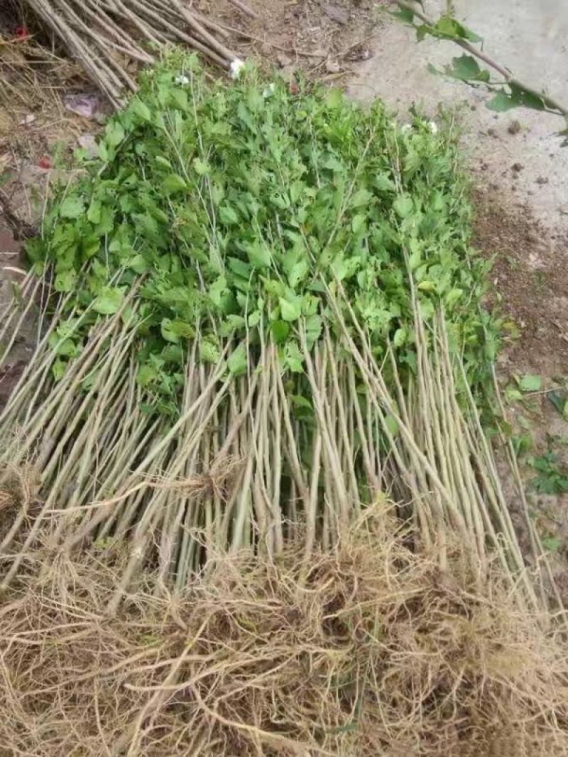 木槿