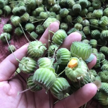 野生磨盘草种子中药材苘麻子耳响草磨笼草金花草白麻草