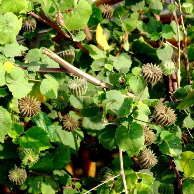 野生磨盘草种子中药材苘麻子耳响草磨笼草金花草白麻草