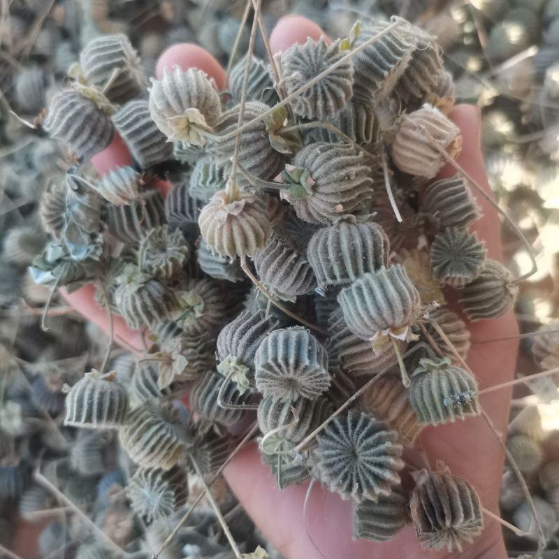 野生磨盘草种子中药材苘麻子耳响草磨笼草金花草白麻草