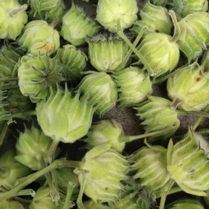 野生磨盘草种子中药材苘麻子耳响草磨笼草金花草白麻草