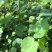 野生磨盘草种子中药材苘麻子耳响草磨笼草金花草白麻草