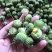 野生磨盘草种子中药材苘麻子耳响草磨笼草金花草白麻草