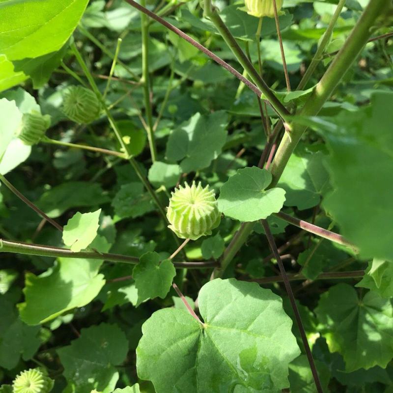 野生磨盘草种子中药材苘麻子耳响草磨笼草金花草白麻草