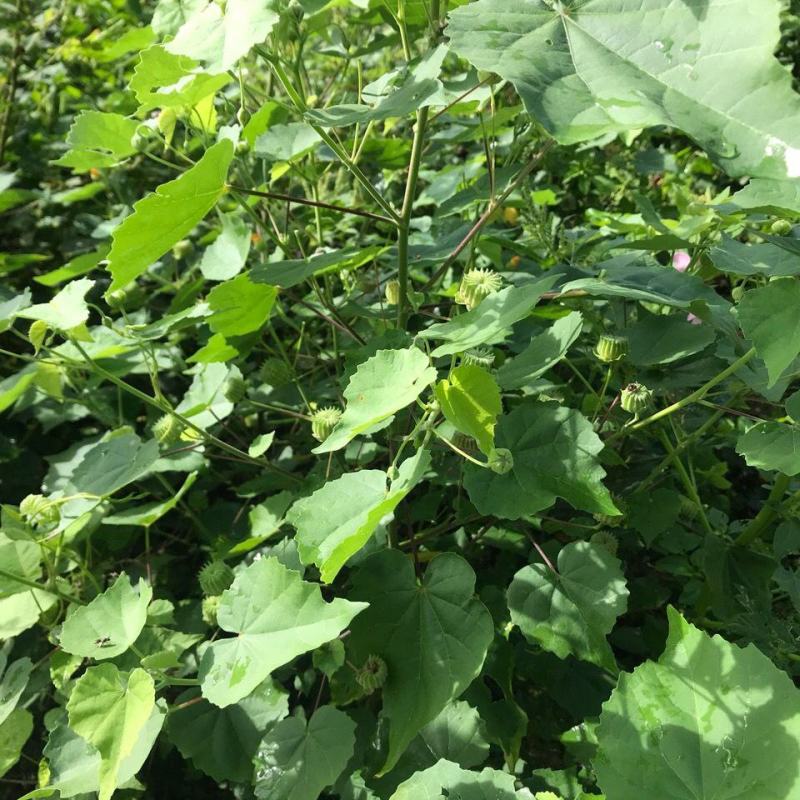 野生磨盘草种子中药材苘麻子耳响草磨笼草金花草白麻草