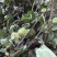 野生磨盘草种子中药材苘麻子耳响草磨笼草金花草白麻草