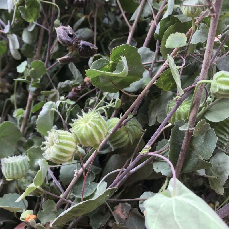 野生磨盘草种子中药材苘麻子耳响草磨笼草金花草白麻草
